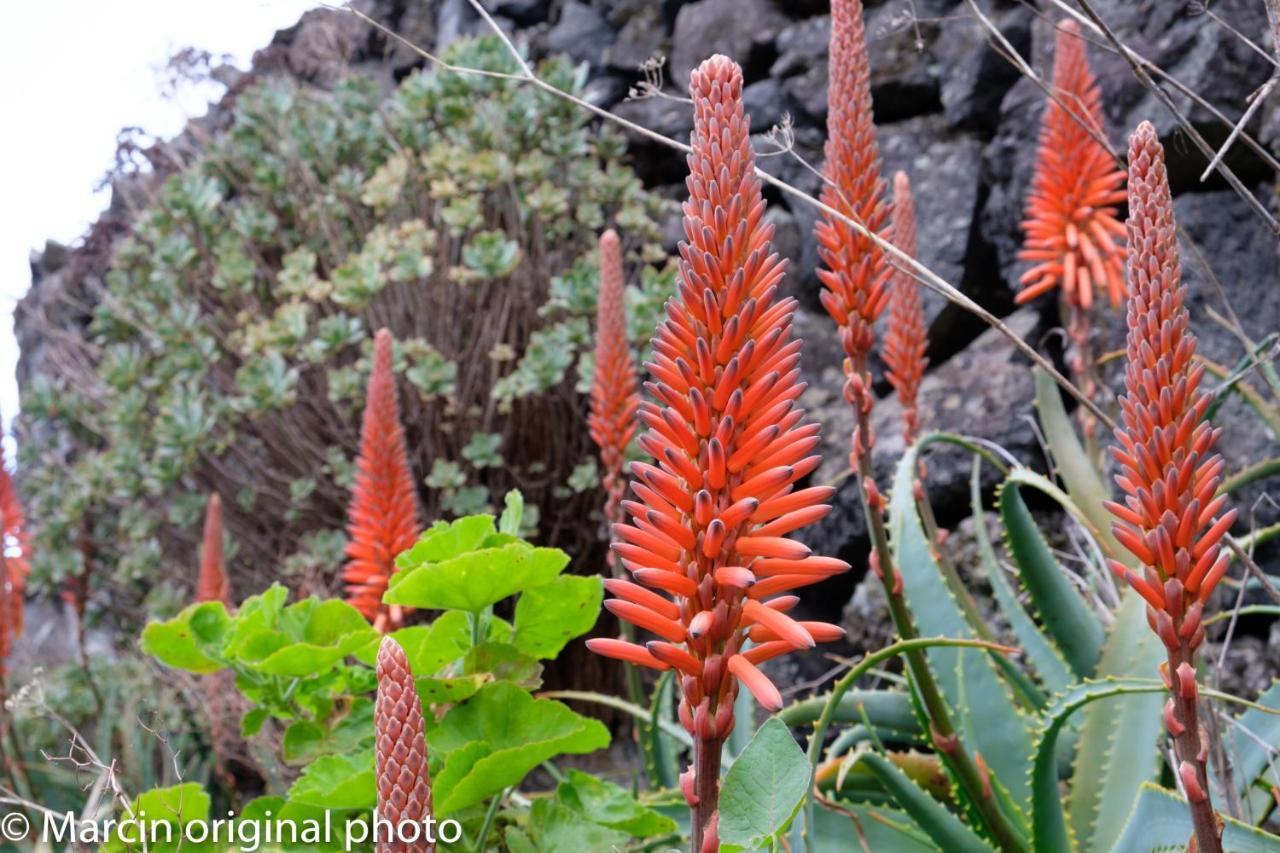 Tenerife Lizards - Duplex In The First Line Callao Salvaje Exterior foto